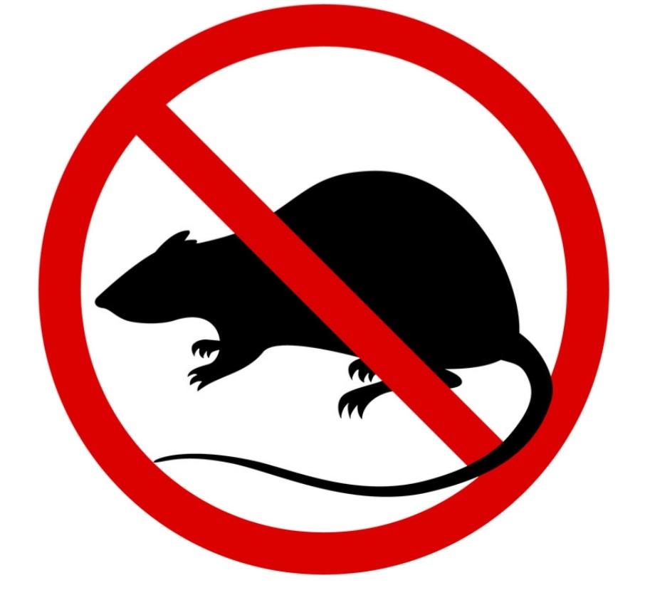 Rats Willowick Ohio rats-willowick-ohio